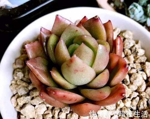 多肉,懒人花友的“心头好”,上班族的“小萌宠”,好看又好养