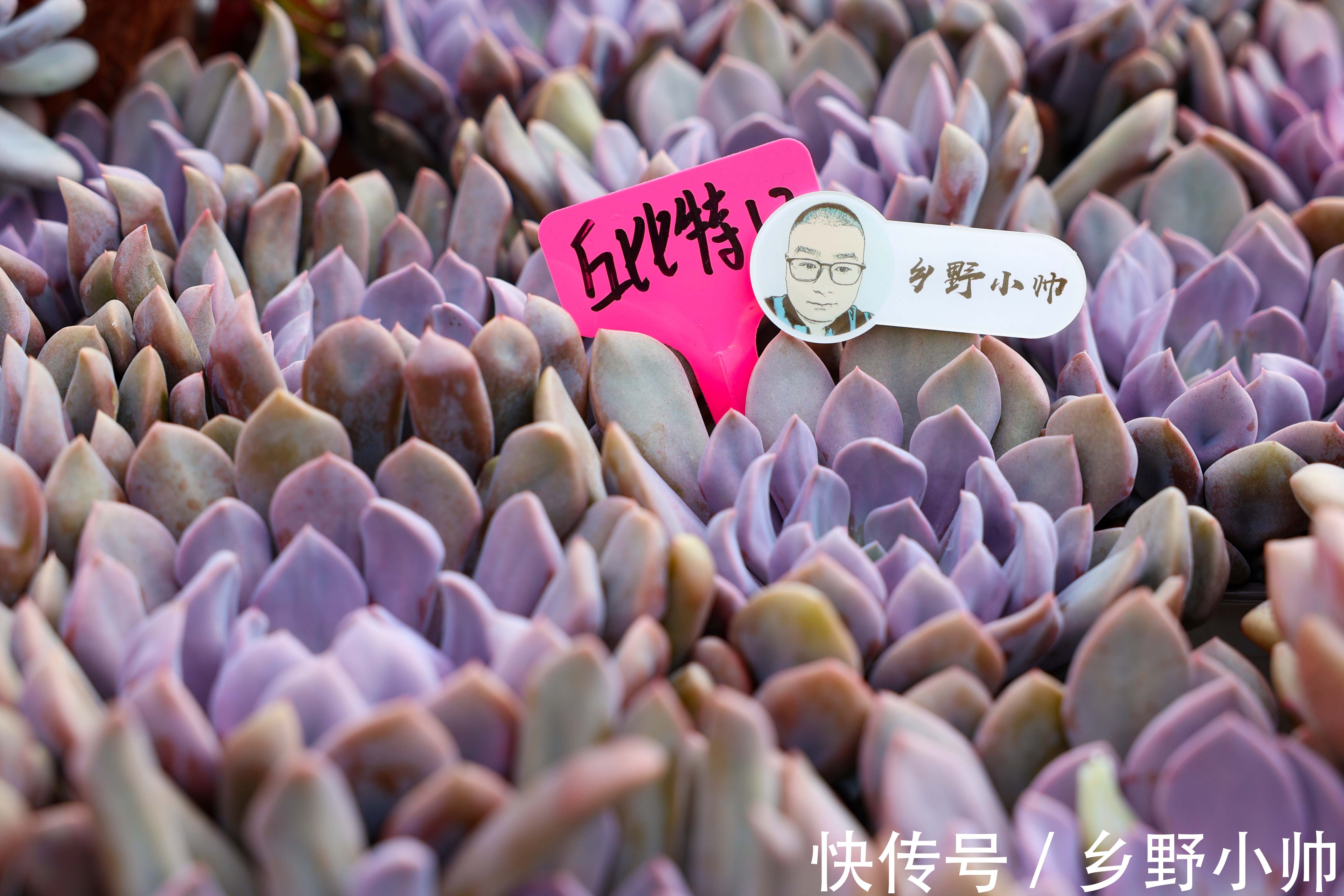 多肉植物不发根?所有的现象都是有原因的,看看你中招了没