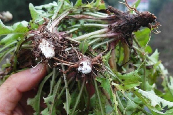 养肝排毒|蒲公英和它“天生一对”,早晚坚持喝,养肝排毒,人也变年轻了