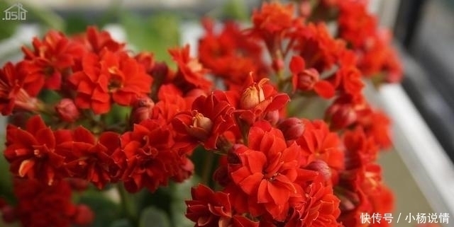 家里养了3种花,一年四季轮着开花,简单好养花量又大