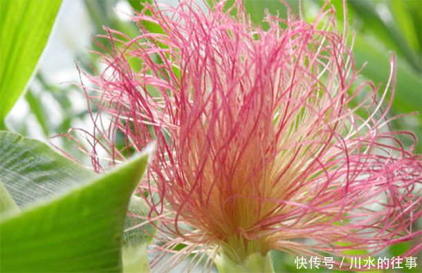 50岁后多吃3种“溶栓剂”，血管不堵了，身体清爽了，健康更长寿