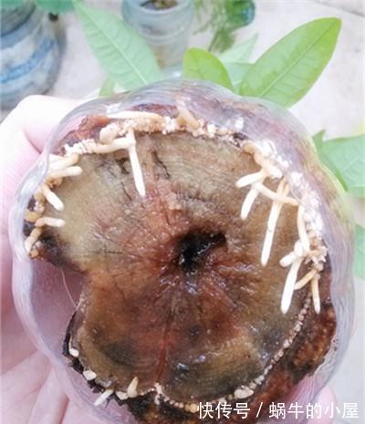 烂根|发财树烂根,我让它起死回生,掌握技巧轻松解决