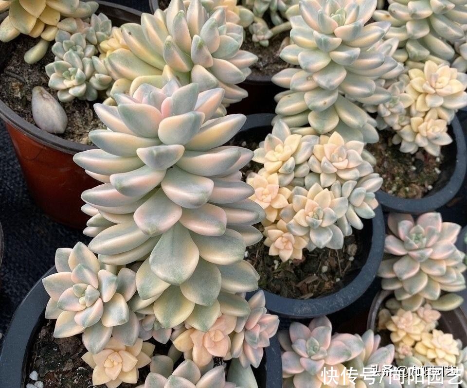 日照|价格昂贵的美杏锦，现在人人买得起，十几块1棵，价格超便宜