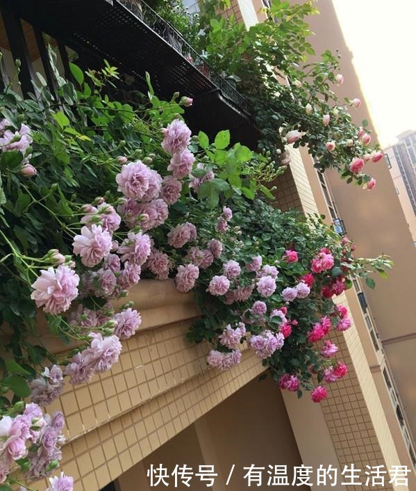 此款藤本花卉，全年都开花，可打造花墙，好看又好养，阳台也能种！