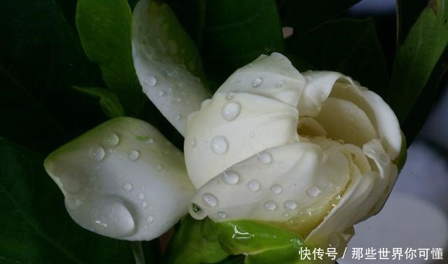 若不差这点钱,家里应养上5种花,清香静心,提升新年幸福感