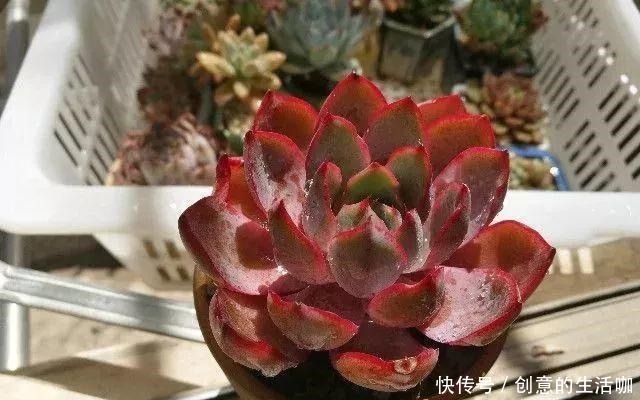 多肉不长个,三个“小动作”虐一虐,催出满头苞,养成多头小胖墩!