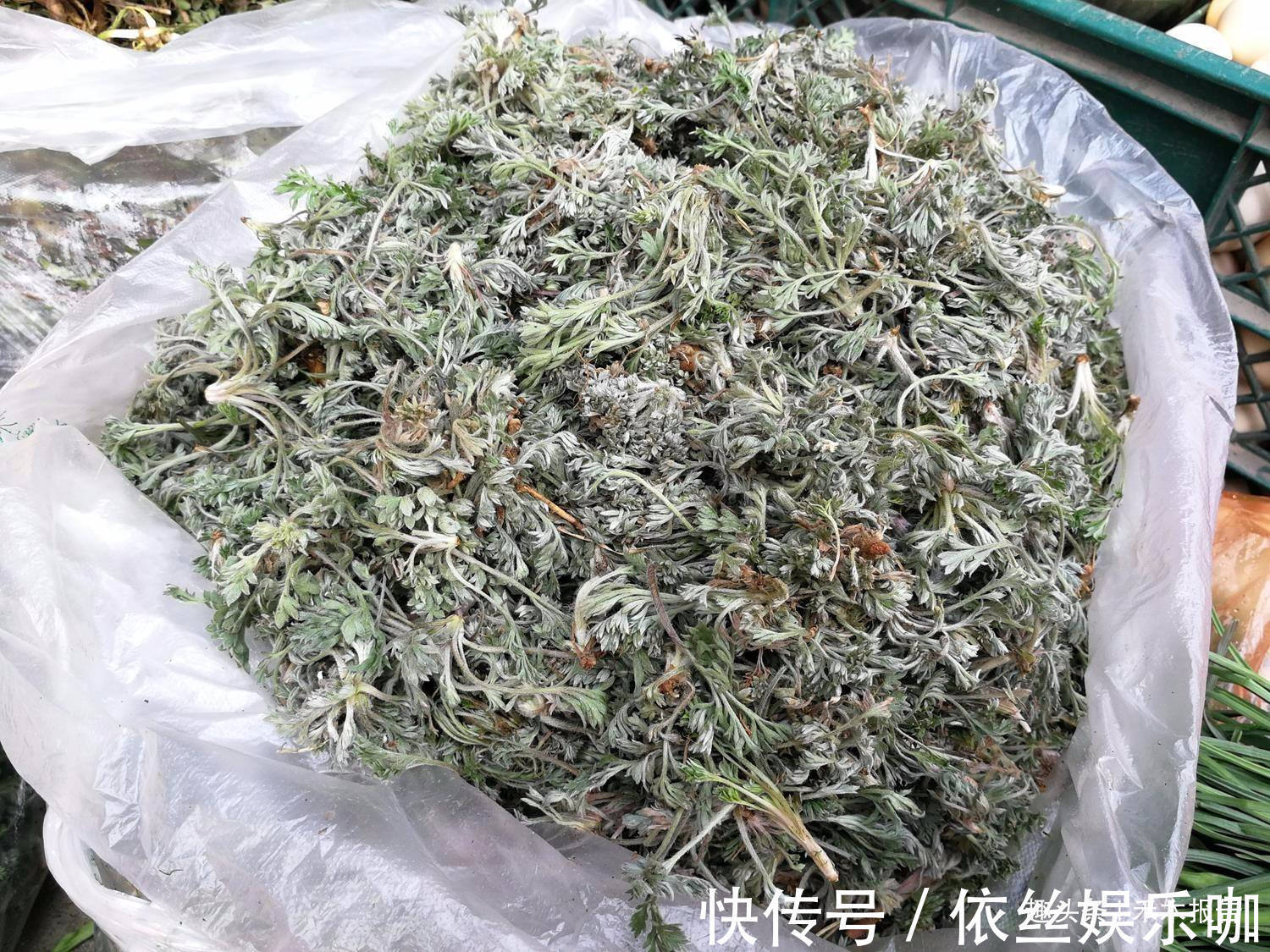 野菜|长得酷似艾草,3月当野菜吃,4月当药材用,价值很高别错过