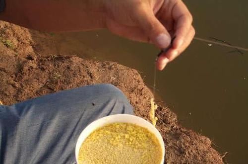 老师傅告诉我用“麦芽糖粘小米钓法”,野钓的鱼获就是不一样