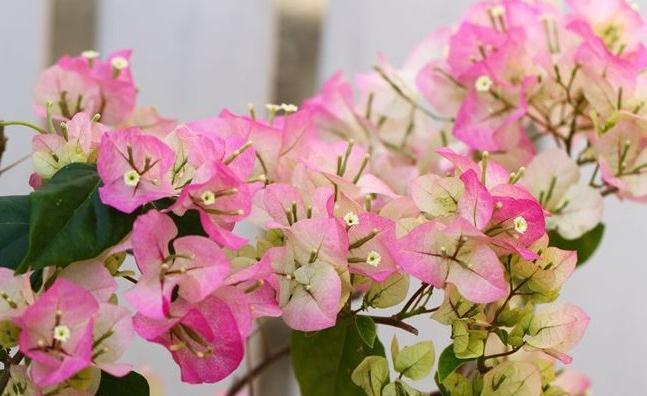 三角梅入秋管理做好4点，花开到过年