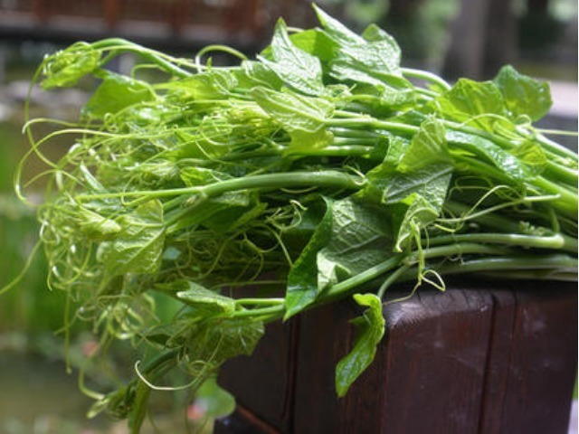 缺乏症|提醒大家此菜正当季,还不要钱,遇到多吃些,对脾胃好又排毒