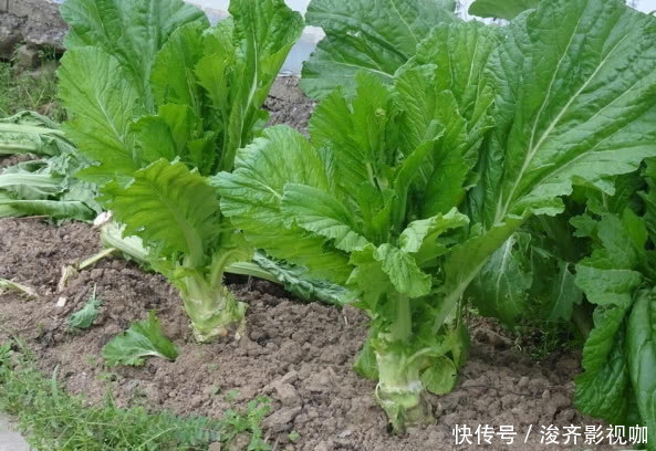 8种“高钙”蔬菜,菠菜不算啥,第一名钙是牛奶3倍,不要错过