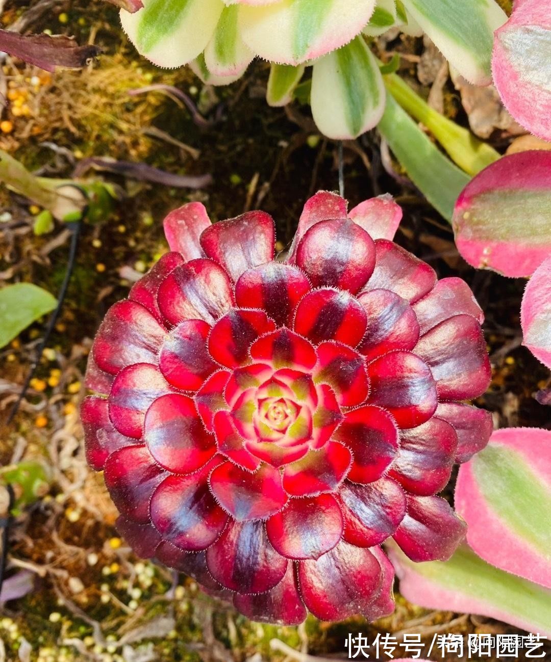 泥炭土|多肉法师怎么养？用半成颗粒，高盆栽种，观赏价格会更高