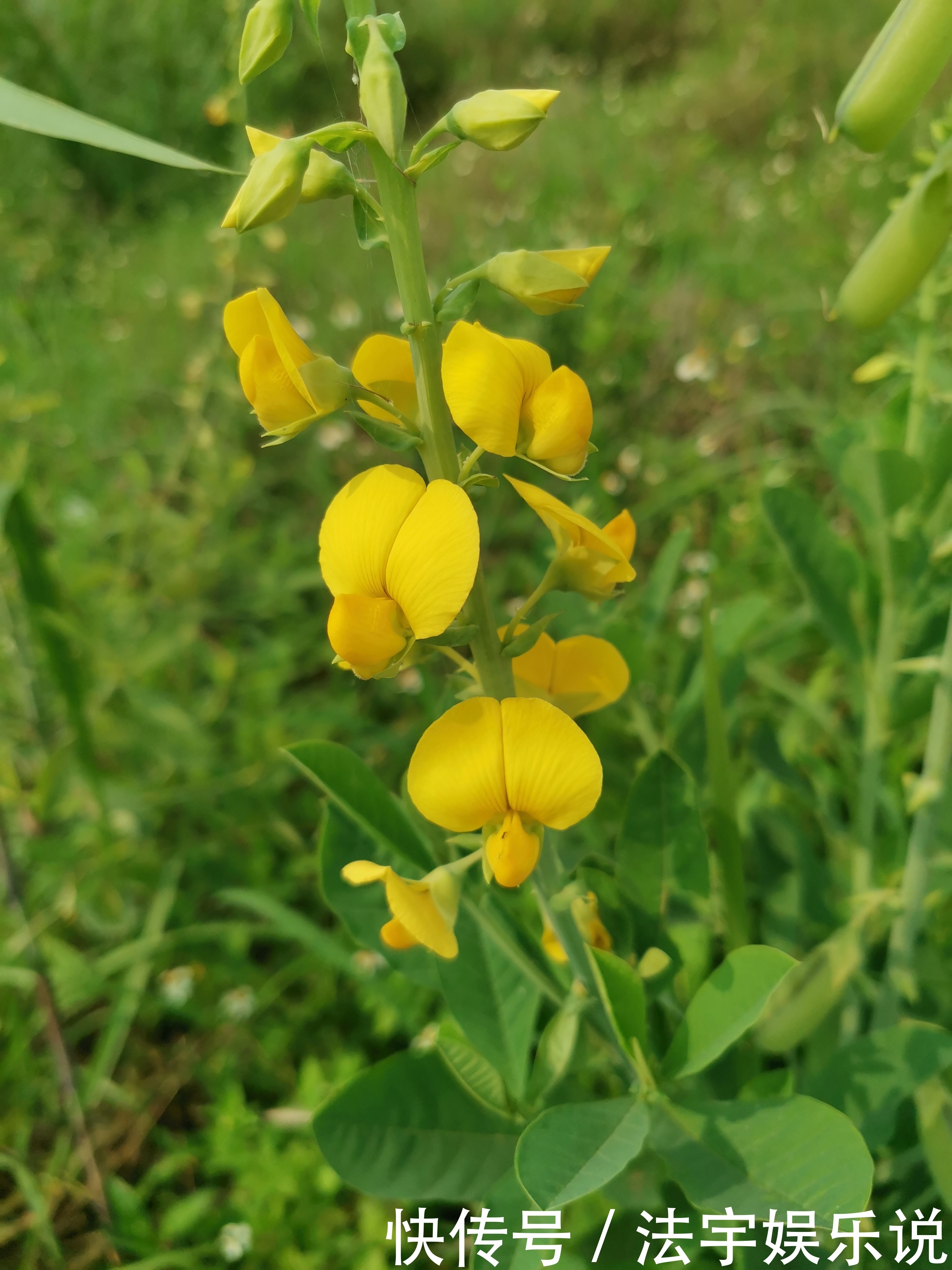 此花轻轻地抖动,显得很有灵气,代表着天性纯良,待人和蔼可亲