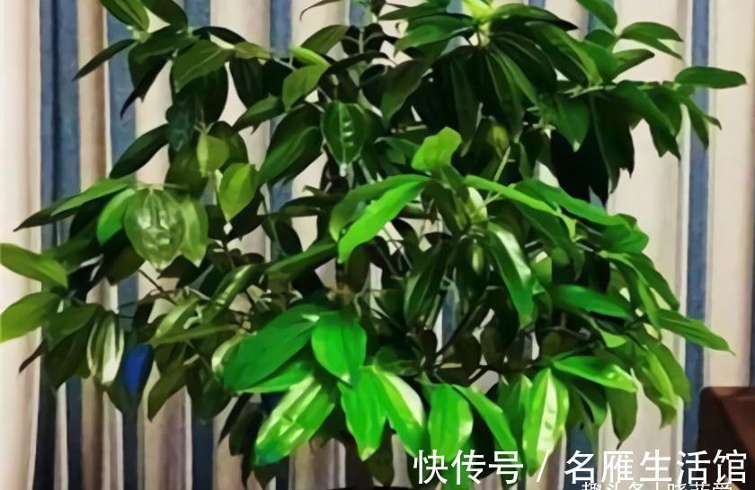 客厅见树,家业稳固!适合客厅养的五种树,大气美观,幸福感倍增