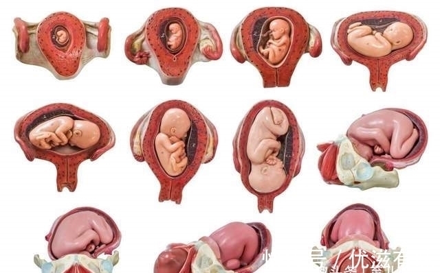 髋骨|同样是哺乳动物,为什么只有人类,生孩子会疼得撕心裂肺?