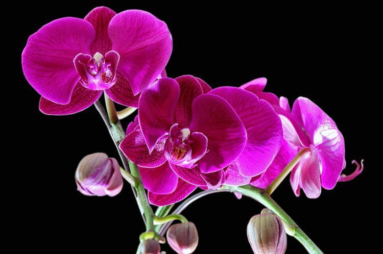 几种花好养易活,旺财又养人,开花多又漂亮,轻松爆成花海