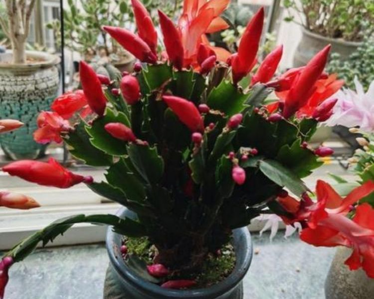 冬天|蟹爪兰冬天有“4怕”,养护方法不对,花苞容易凋落
