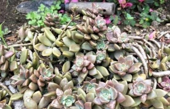 老桩|奶奶扔在院子里的多肉,几年没管,长成老桩美翻天,给钱都不卖