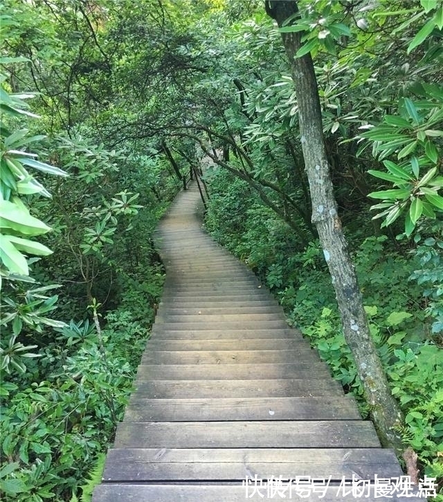 天目|天目山大树王国，全球仅存的五棵天目铁木都在这里