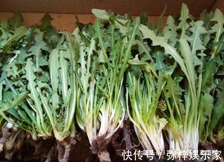 蒲公英|中醫蒲公英配它“天生一對”，堅持7天腎變強，肝干凈口臭沒！