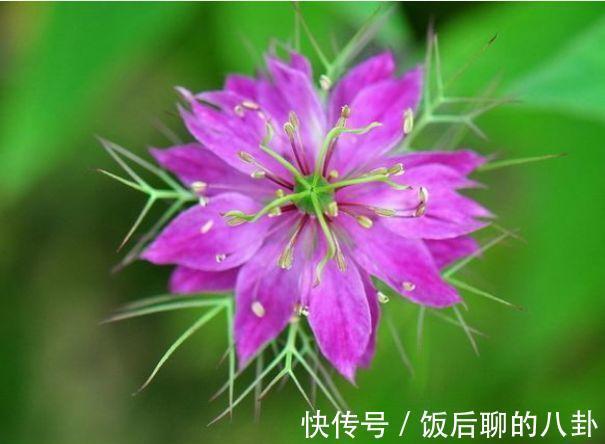 农历9月24日开始，居家养这几款植物，沾土就能活，有阳光就爆盆