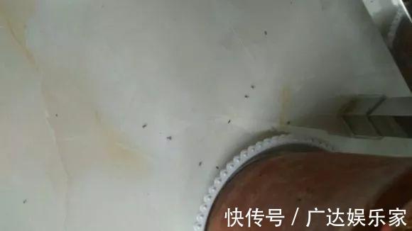 红蜘蛛|养花自制杀菌杀虫水,10天浇一勺,不生虫不得病,长得太旺!