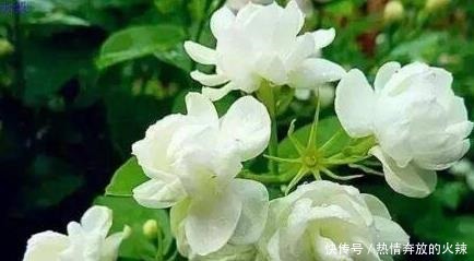 养茉莉花，“3件小事”做到位，就可以“静待花开”，且花大味香