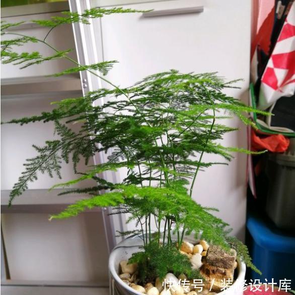 茉莉花|6种“漂亮花”，长了就狠剪，舍不得剪害处大，耽误一年开花量