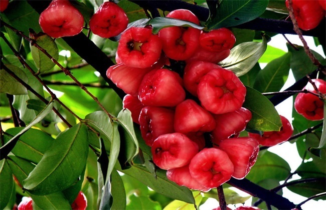 定植|促进消化、清热利尿的莲雾，农民掌握种植要点，收获吃不完的莲雾