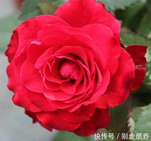  3种花超让人喜欢，美若牡丹芍药，又美又香，花期长，盆栽也可以