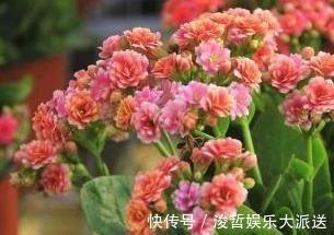 长寿花和蟹爪兰可以做邻居吗原来这么“养”，枝叶茂密花开不断