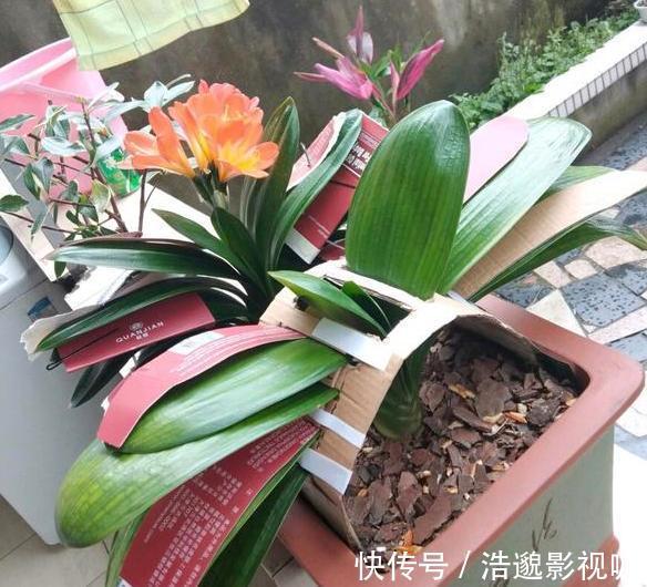 喜欢养花就扦插繁殖盆栽君子兰、矮牵牛,播种育苗十拿九稳