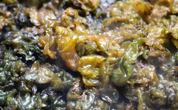 凉拌|65种野菜图片，带你认识不同的野菜和吃法，你想要的野菜这里都有