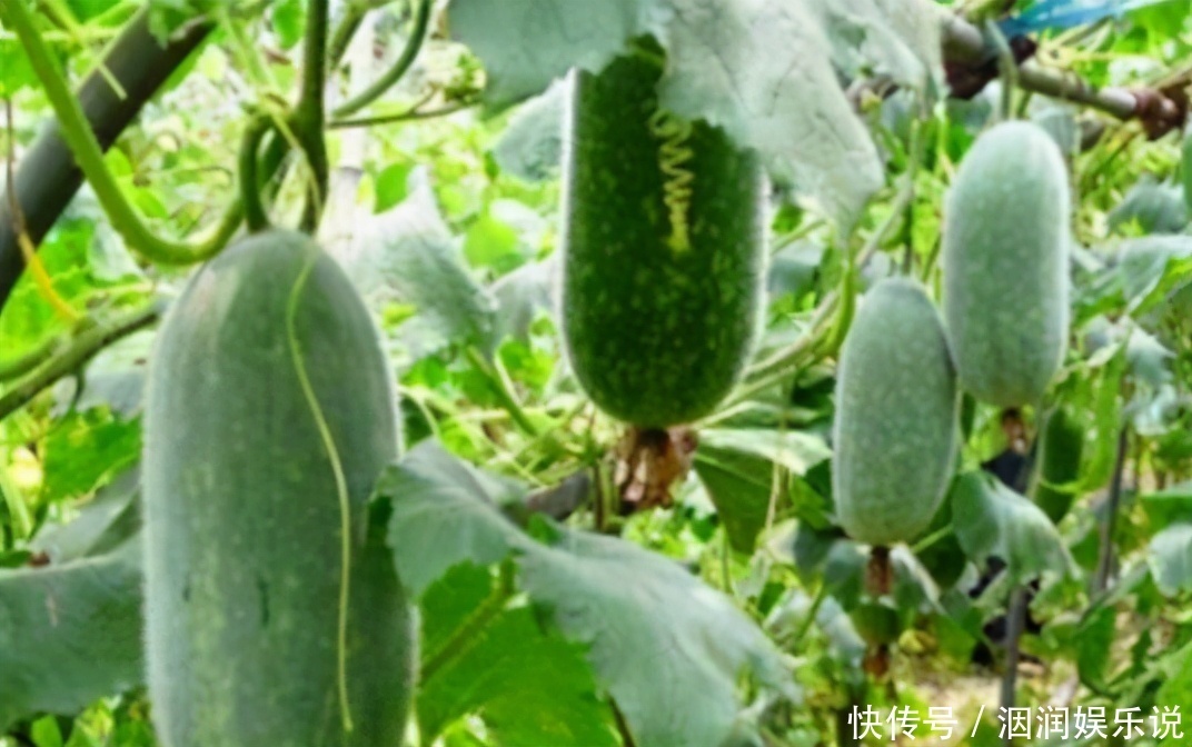 中年人可以多吃3种食物,补充营养、延缓衰老,身体棒棒哒!