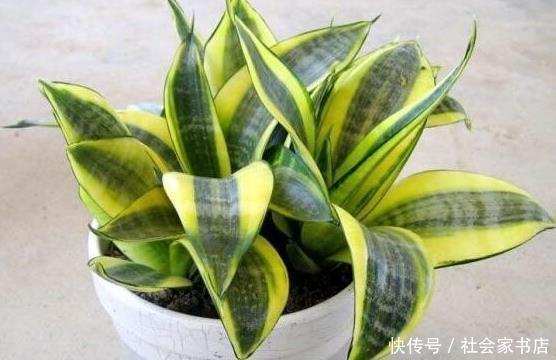 金边虎皮兰|适合懒人养的6种花,沾土就活,越长越多,盆里都装不下了