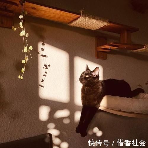 布置|德国夫妇的家,女主人把家布置复古又舒适,很有老电影里的味道!