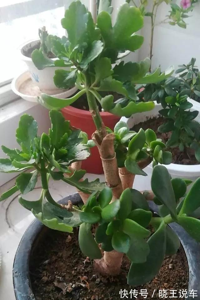 叶仙|玉树砍一刀,插上长寿花,变成“长寿树”,5种花轮番开,少见