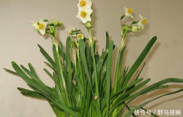 家里若有这些绿植,赶紧扔掉,外表虽好看,却对健康没好处