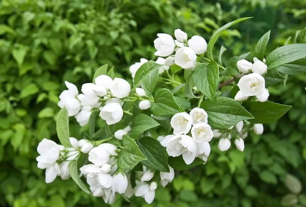 有的植物冬季开花不好，可能活不过冬天！我们该怎么办呢？