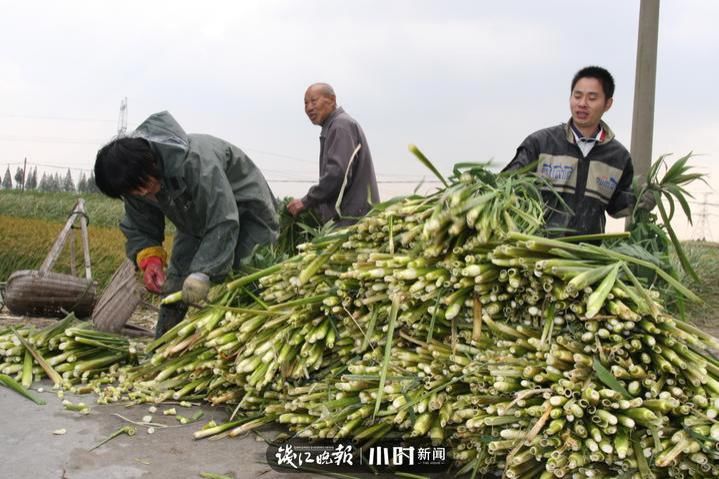 候鸟|吃茭白看芦花拍候鸟，余杭北湖的这个防汛泄洪区成了聚宝盆