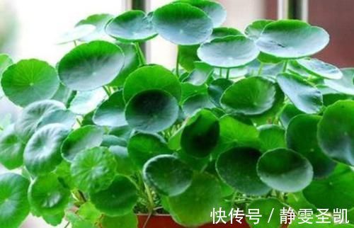 种花|4种花深受花友喜欢,开花爆盆很简单,四季有花赏,养成小老桩