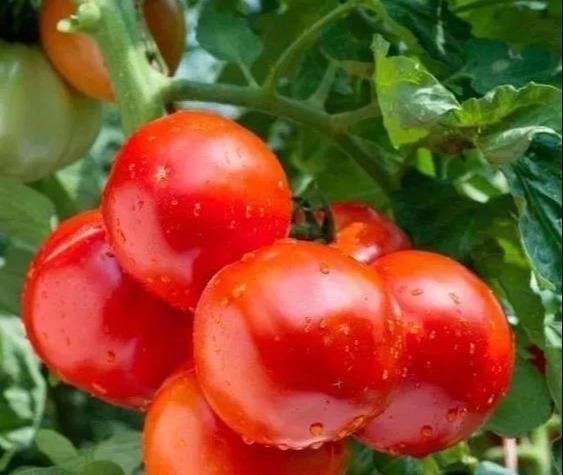 植物|没地种花种菜,没时间浇水几个塑料瓶就能解决,DIY变废为宝