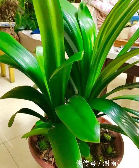 积水|为花友们介绍5种既养人又镇宅的花,盆栽养一盆很值