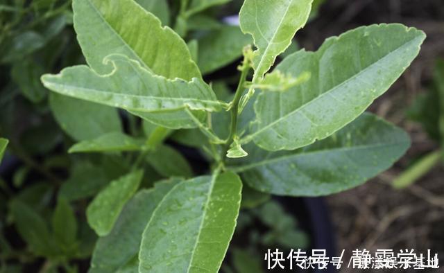 桂花树|4种树“自带体香”，家有小院养一棵，很好闻