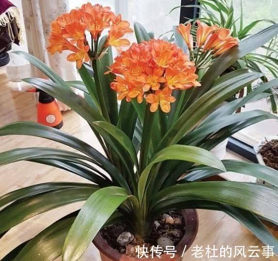 磷酸二氢钾|君子兰还不开花现在“虐一虐”，春节“乖乖”开花，吉祥又喜庆