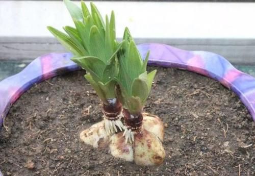 才能|养花烂根,别总怪浇水多,土里掺上它才能“治本”