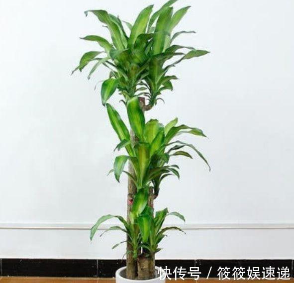 4种花养在家里,自带福气好养活,开花漂亮财运来,一养就上瘾