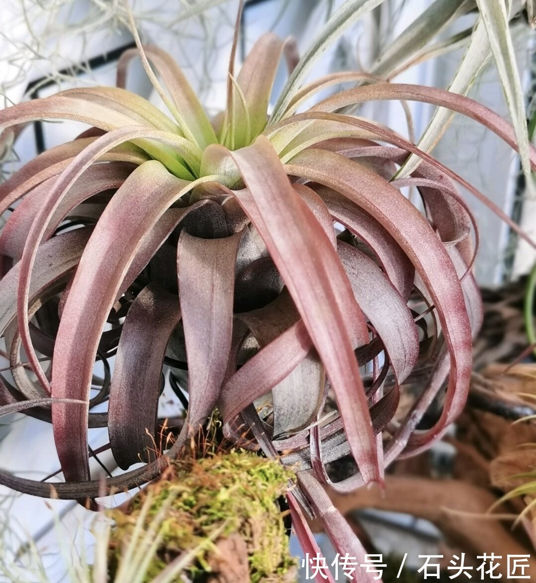 空气凤梨|此花最“皮实”,不用土、不用水就能生长,1养就是十几年