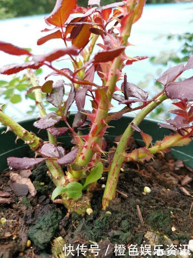 细数10种狼牙棒月季,怕刺的可绕道