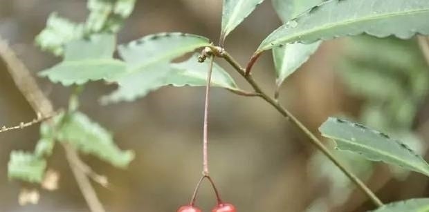 中药|农村山里的一种树，果实像樱桃，是一种珍稀中药